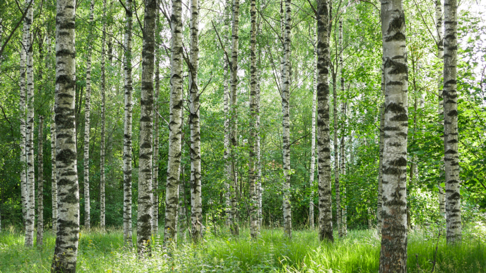 spacerująca osoba na parkowej ścieżce